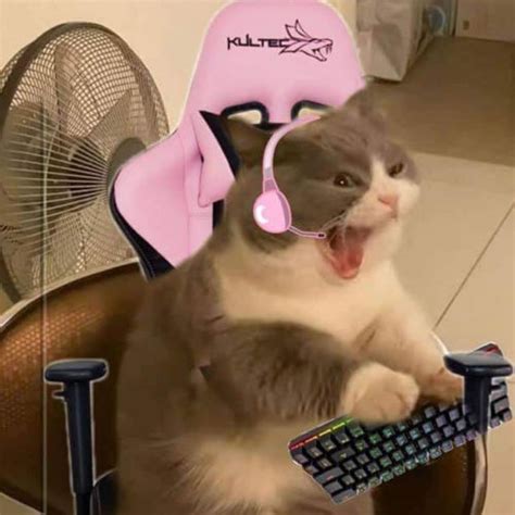 meme soundboard tuna cat